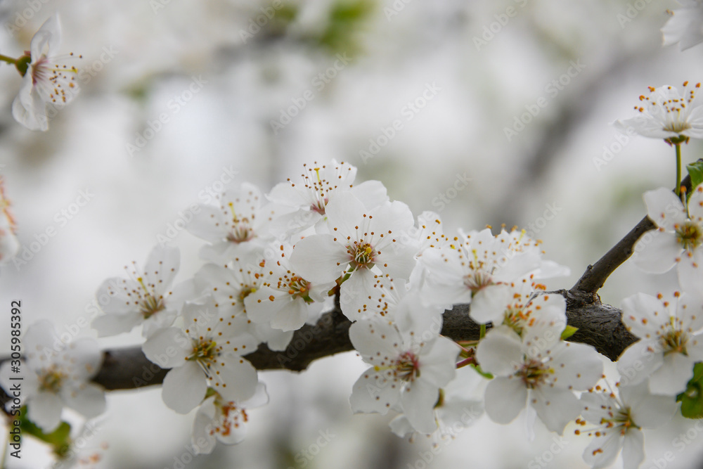 Obraz premium Close up white cherry blossom