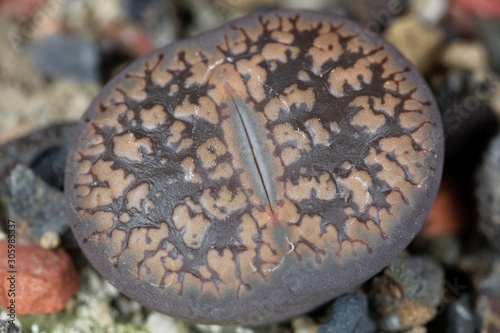 The Living stone plant Lithops aucampiae ssp aucampiae, from the Kuruman area in South Africa, C173 region. photo