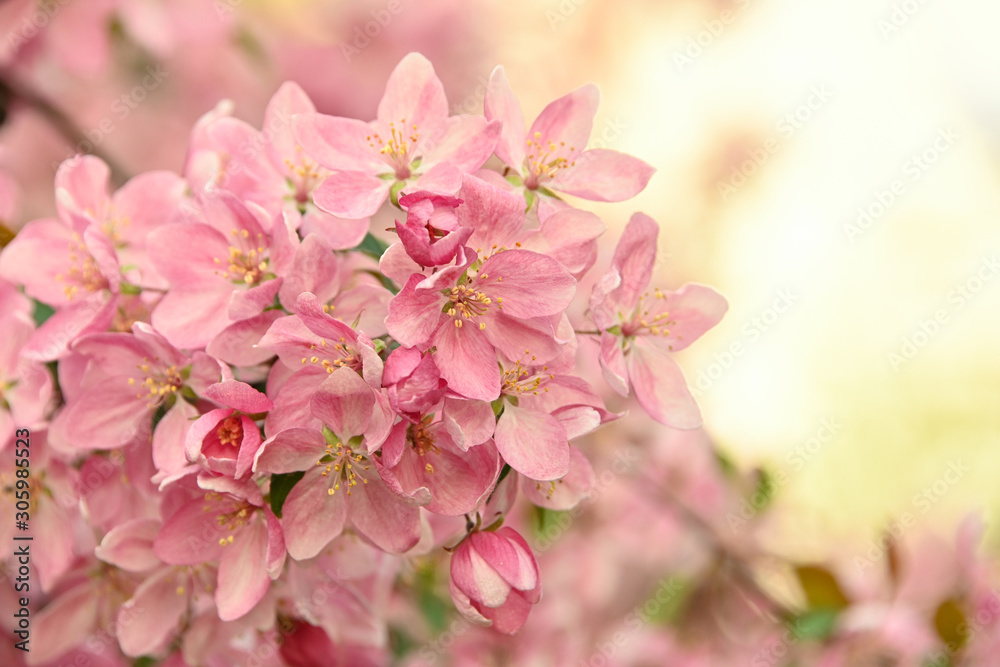 Close up pink Asian wild crabapple tree blossom