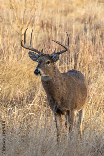 Whitetail Buck in Colorado During the Fall Rut