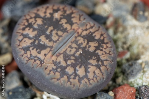 The Living stone plant Lithops aucampiae ssp aucampiae, from the Kuruman area in South Africa, C173 region.