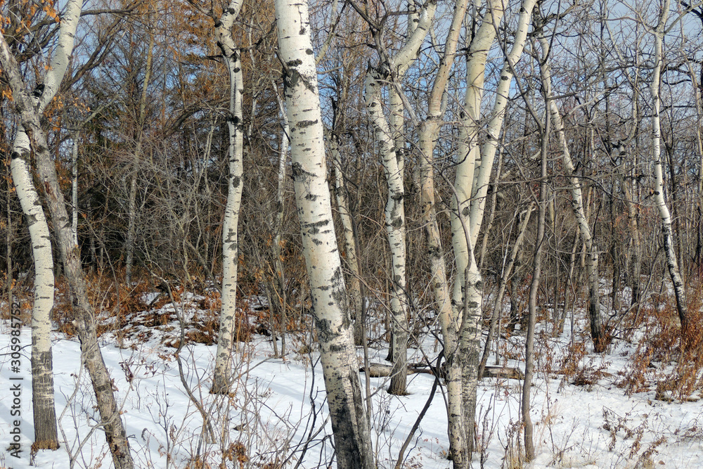 Fototapeta premium bosque con abedules en otoño
