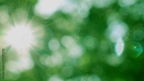 Blurred, out of focus of green leaves and light bokeh that survives through the trees.