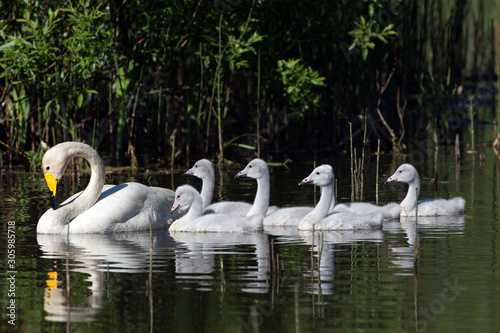 Fototapeta Naklejka Na Ścianę i Meble -  Whooper swan family swimming in the water