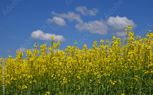 Close up field of rapeseed under cloudy blue sky