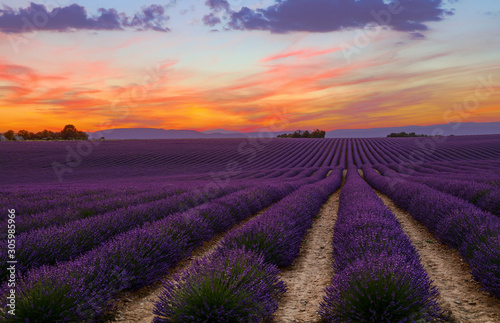 Purple lavender field of Provence at sunset
