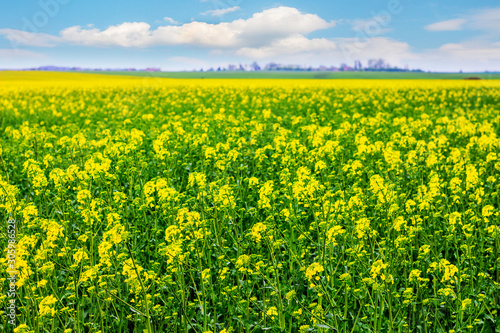 Spacious rapeseed field during flowering in sunny weather_