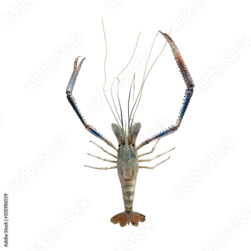 Prawn isolated on white background. Macrobrachium rosenbergii, also known as the giant river prawn or giant freshwater prawn, is a commercially important species of palaemonid freshwater prawn.