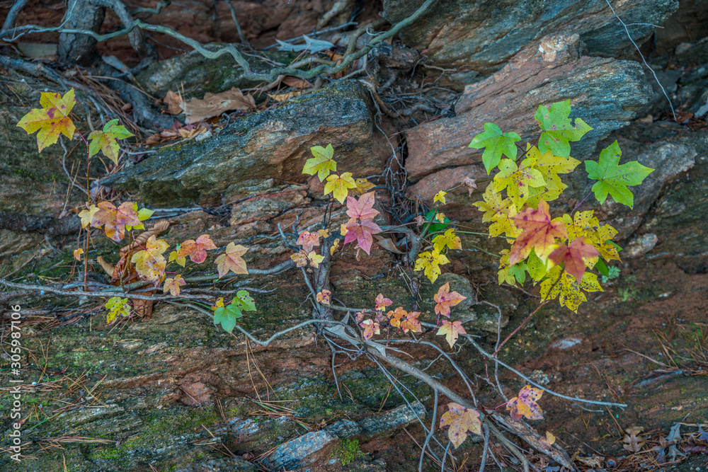 Colorful autumn leaves