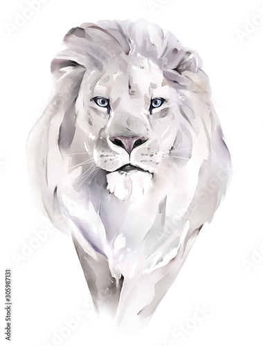 watercolor illustration. Drawing - lion isolated on white background