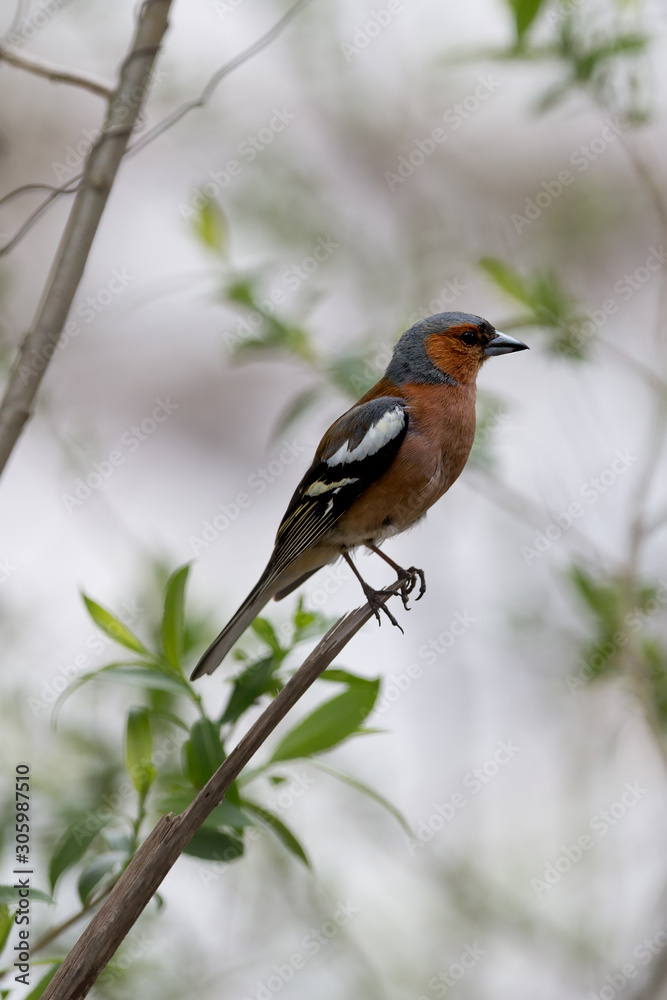 Chaffinch posing on the branch Chaffinch posing on the branch