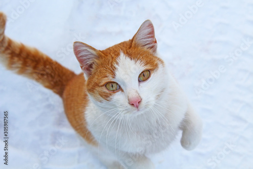 A hungry ginger cat stands on its hind legs in the snow. Cute begging look. Close-up. Background.
