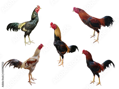 gamecock set, Rooster collection set isolated on white