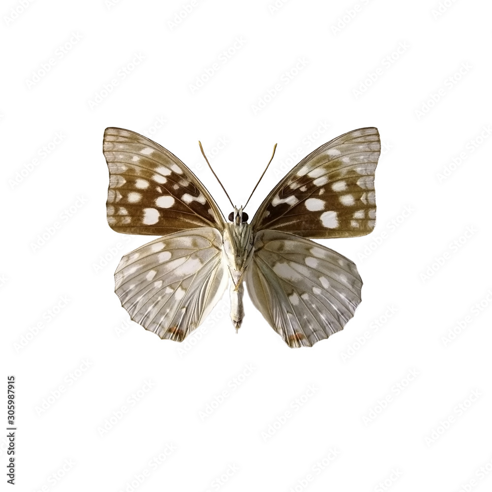 Fototapeta premium Sasakia charondahe butterfly isolated on a white background. Sasakia charondahe, the Japanese emperor or great purple emperor, is a species of butterfly in the family Nymphalidae.