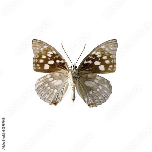 Sasakia charondahe butterfly isolated on a white background. Sasakia charondahe, the Japanese emperor or great purple emperor, is a species of butterfly in the family Nymphalidae.