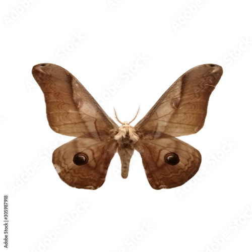 Moth on a white background. Saturnia jonasii Butler is a male moth of South Korea. Butterfly