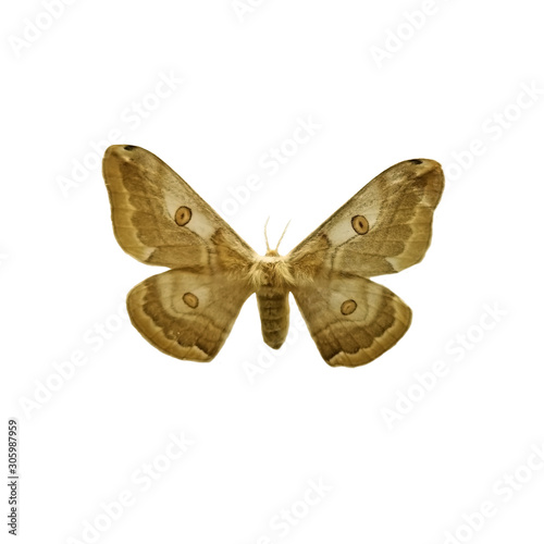 Moth isolated on white background. Saturnia jonasii Butler is a female moth of South Korea. Butterfly isolated on white background.
