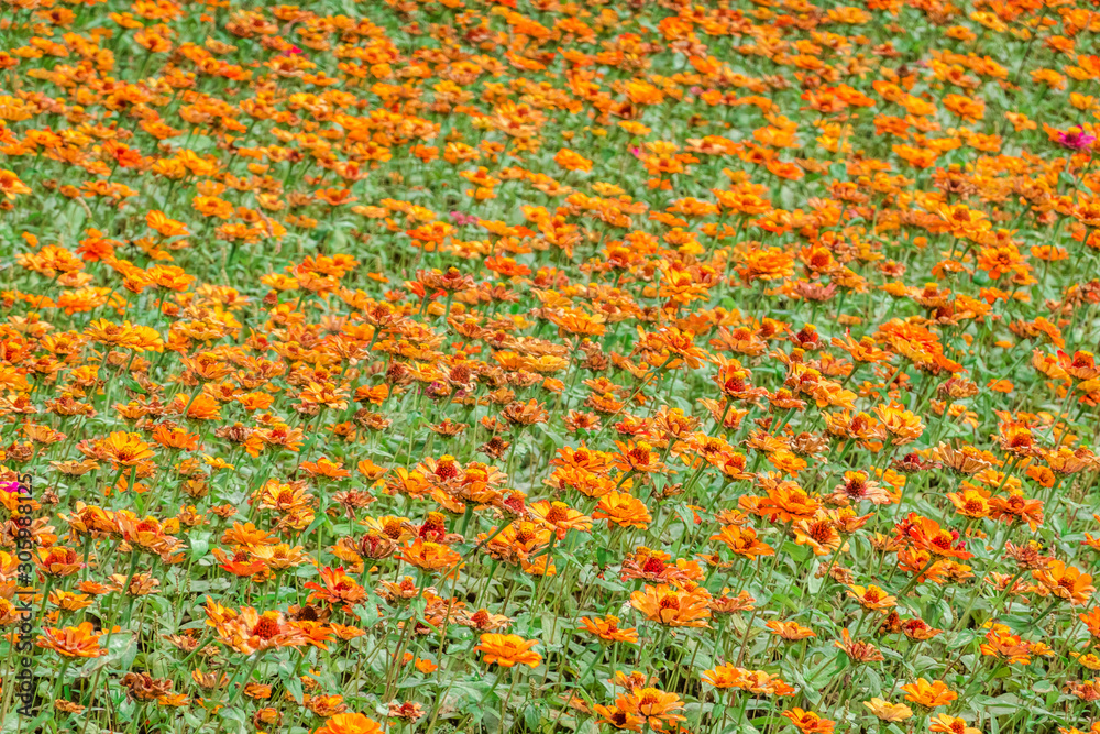 yellow cosmos flowers farm