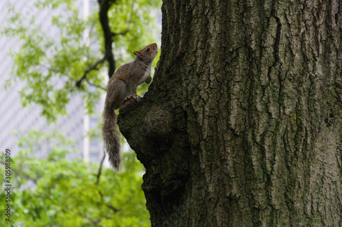 Squirrel climbing a tree in New York