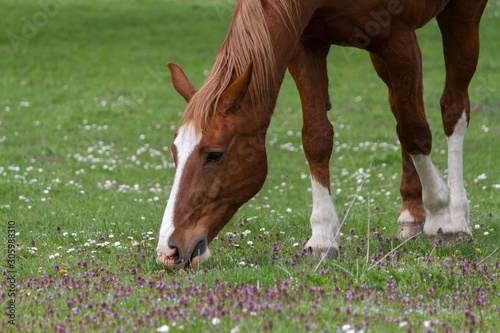 Very beautiful horse from switzerland
