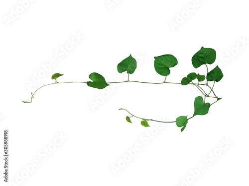 Heart shaped green leaf climbing vines isolated on white background