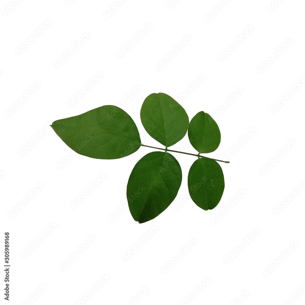 Butterfly pea leaf on white background. Butterfly pea leaf on white background.