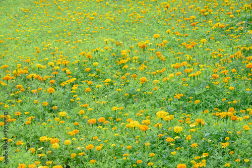 yellow cosmos flowers farm