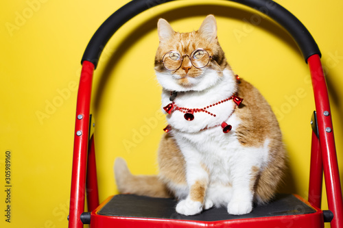 Portrait of cool orange white cat wearing round eyeglasses and Christmas jewelry, standing on red metal stairs, on yellow background.