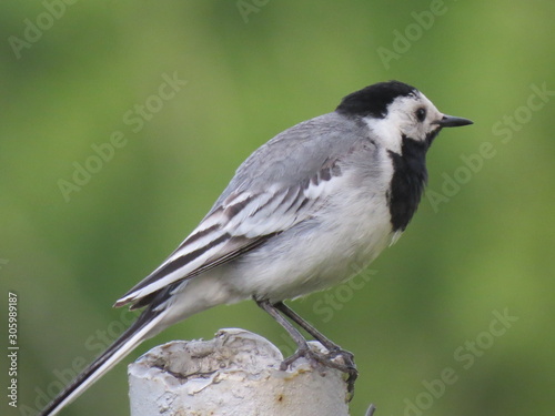 the bird is a Wagtail