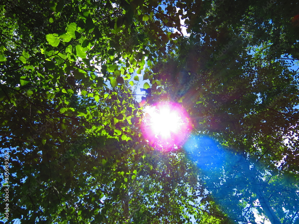 Fototapeta premium the sun in the forest