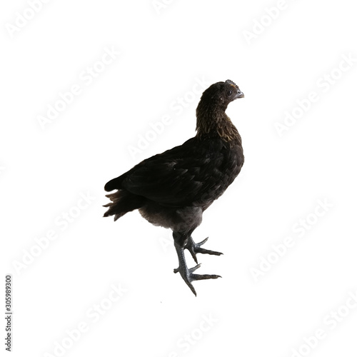 Mongolian Black Bone Chicken on white background