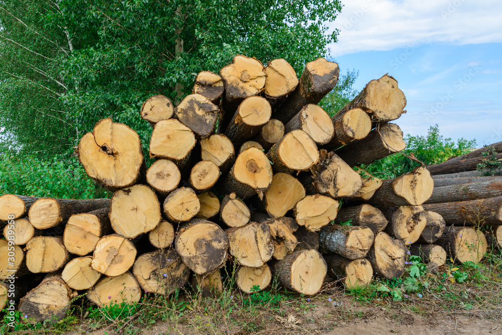 Freshly chopped pine tree logs stacked up on top of each other in a pile. Harvest of timber. Firewood is a renewable energy source. Freshly chopped pine tree logs stacked up on top of each other in a pile. Harvest of timber. Firewood is a renewable energy source.