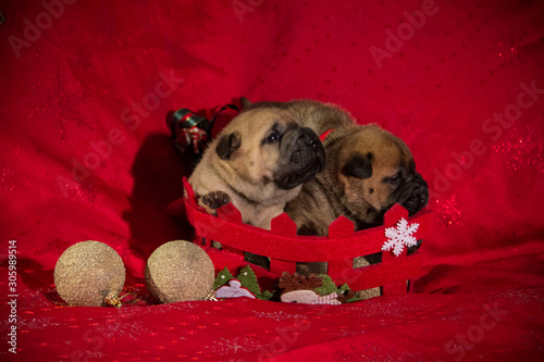 shar pei puppy xmass