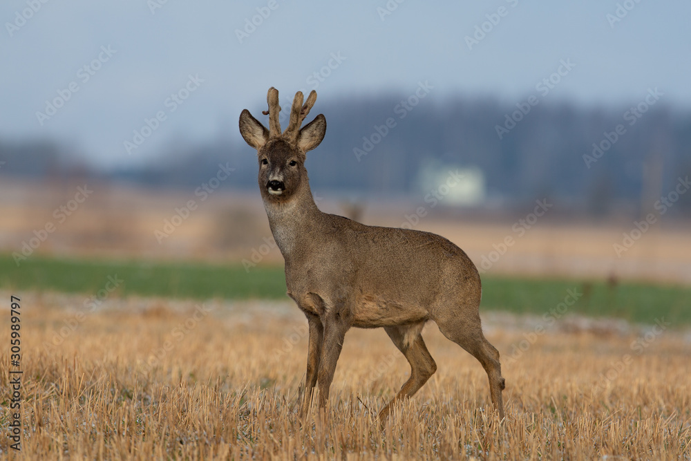 Roe deer buck looking at the camera Roe deer buck looking at the camera