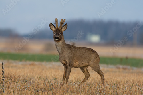 Roe deer buck looking at the camera