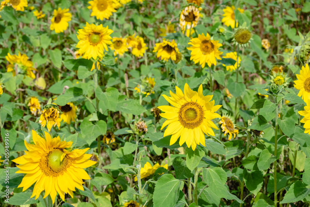 sunflowers farm with yellow flowers sunflowers farm with yellow flowers