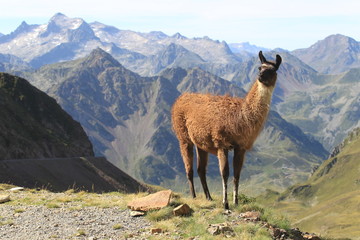 Sierkussen Lama Lama in de Pyreneeën  © Yves
