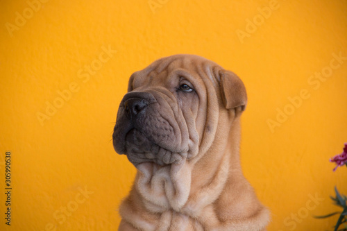 shar pei puppy