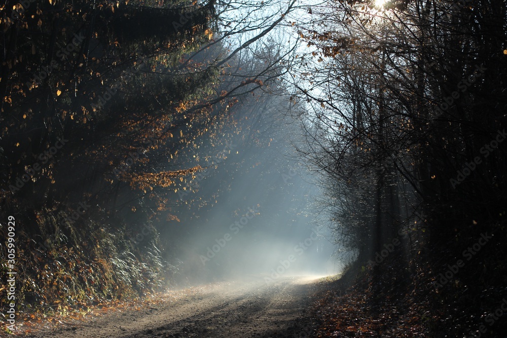 Fog in the forest Fog in the forest