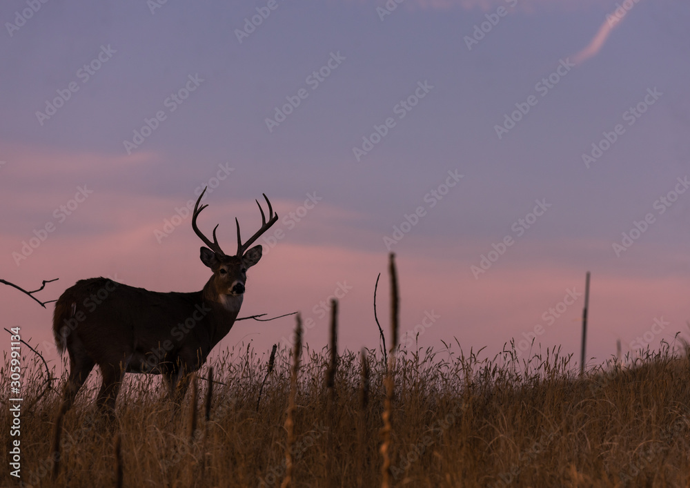 Obraz premium Whitetail Buck Silhouetted at Sunset