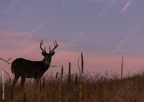 Whitetail Buck Silhouetted at Sunset