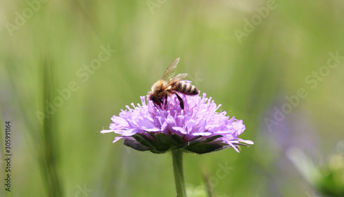 Close up Picture of a Busy Bee Sucking Nectar from Flower © Dumebi