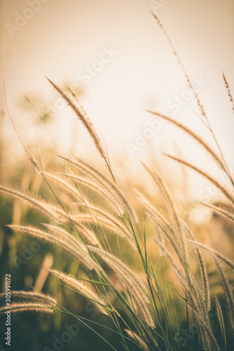 Wonderful landscape from the feather grass field in the evening sunset silhouette. serene feeling concept. countryside scenery atmosphere. image for background  wallpaper and copy space.