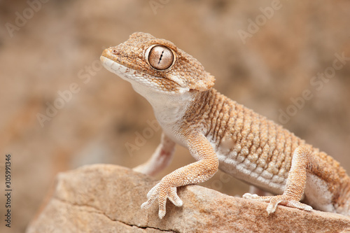 Tarentola chazaliae