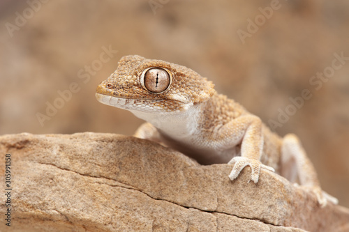 Tarentola chazaliae