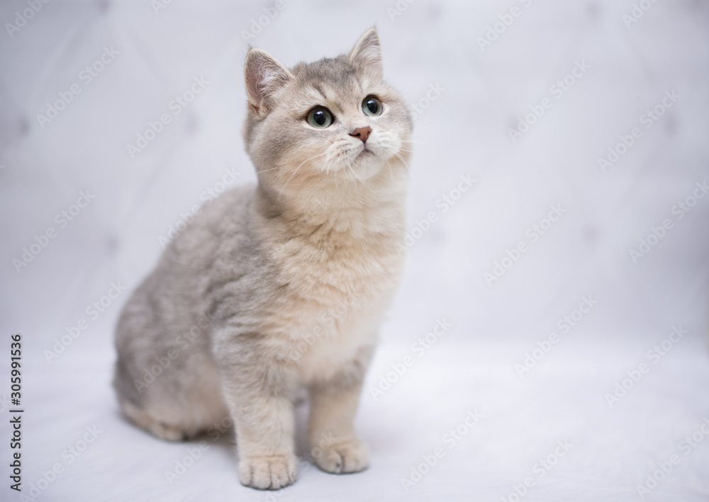 kitten scottish british cat burma munchkin animals kitten scottish british cat burma munchkin animals