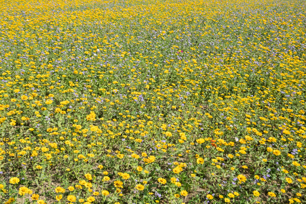 yellow cosmos flowers farm