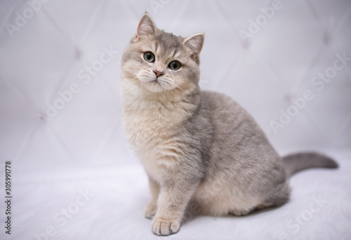 Wallpaper Mural kitten scottish british cat burma munchkin animals Torontodigital.ca