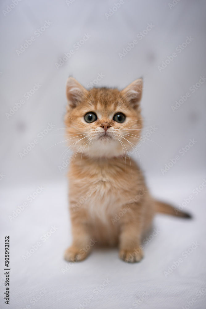 kitten scottish british cat burma munchkin animals kitten scottish british cat burma munchkin animals