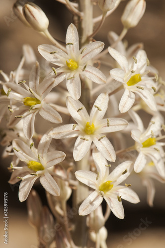 Vászonkép Urginea maritima sea or miritime squill sea onion toxic white flowering plant wi